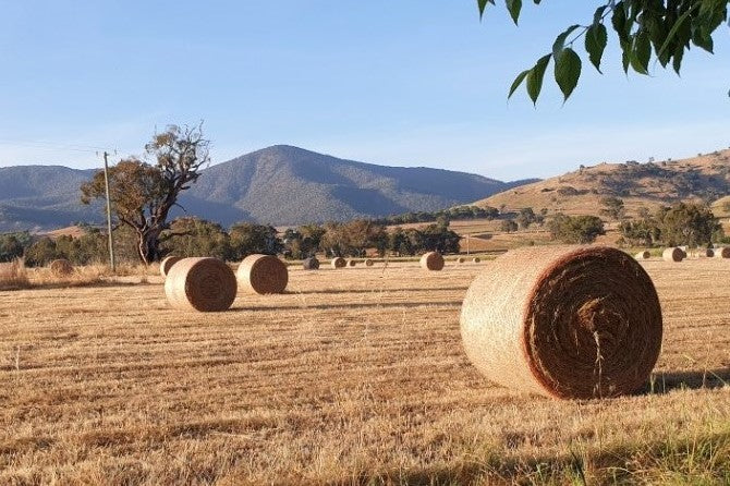 Regenerative Farming: Why Caring for Land Matters